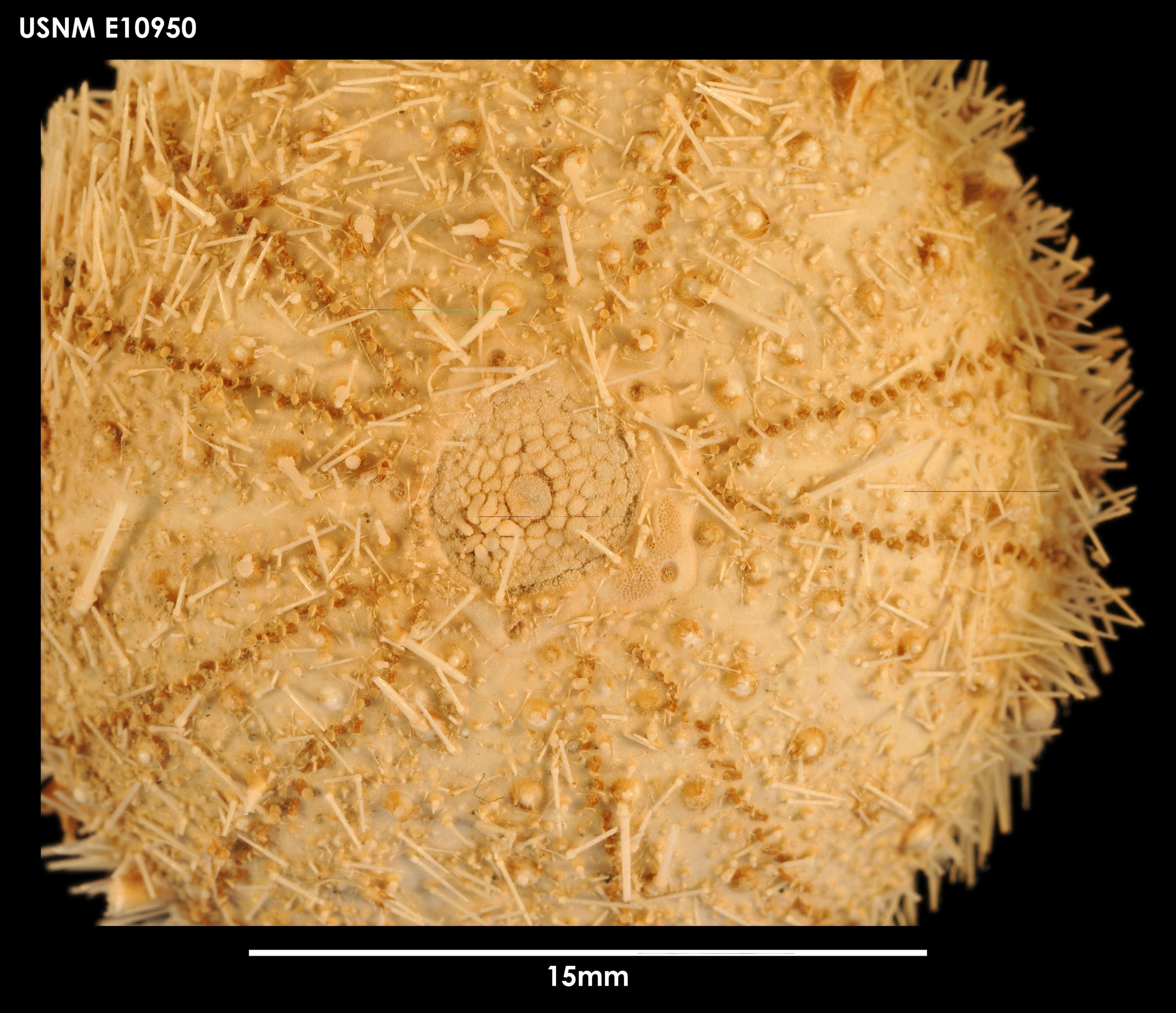 Image of Sterechinus antarcticus Koehler 1901