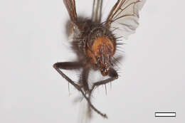 Microcerella adelphe Pape 1990的圖片