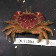 Image de Glebocarcinus oregonensis (Dana 1852)