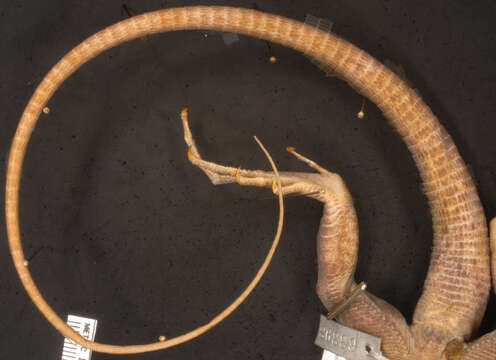 Image of Ameiva fuliginosa (Cope 1892)