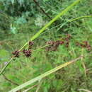 Image of Rhynchospora glomerata var. glomerata