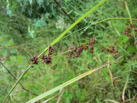 Image of Rhynchospora glomerata var. glomerata