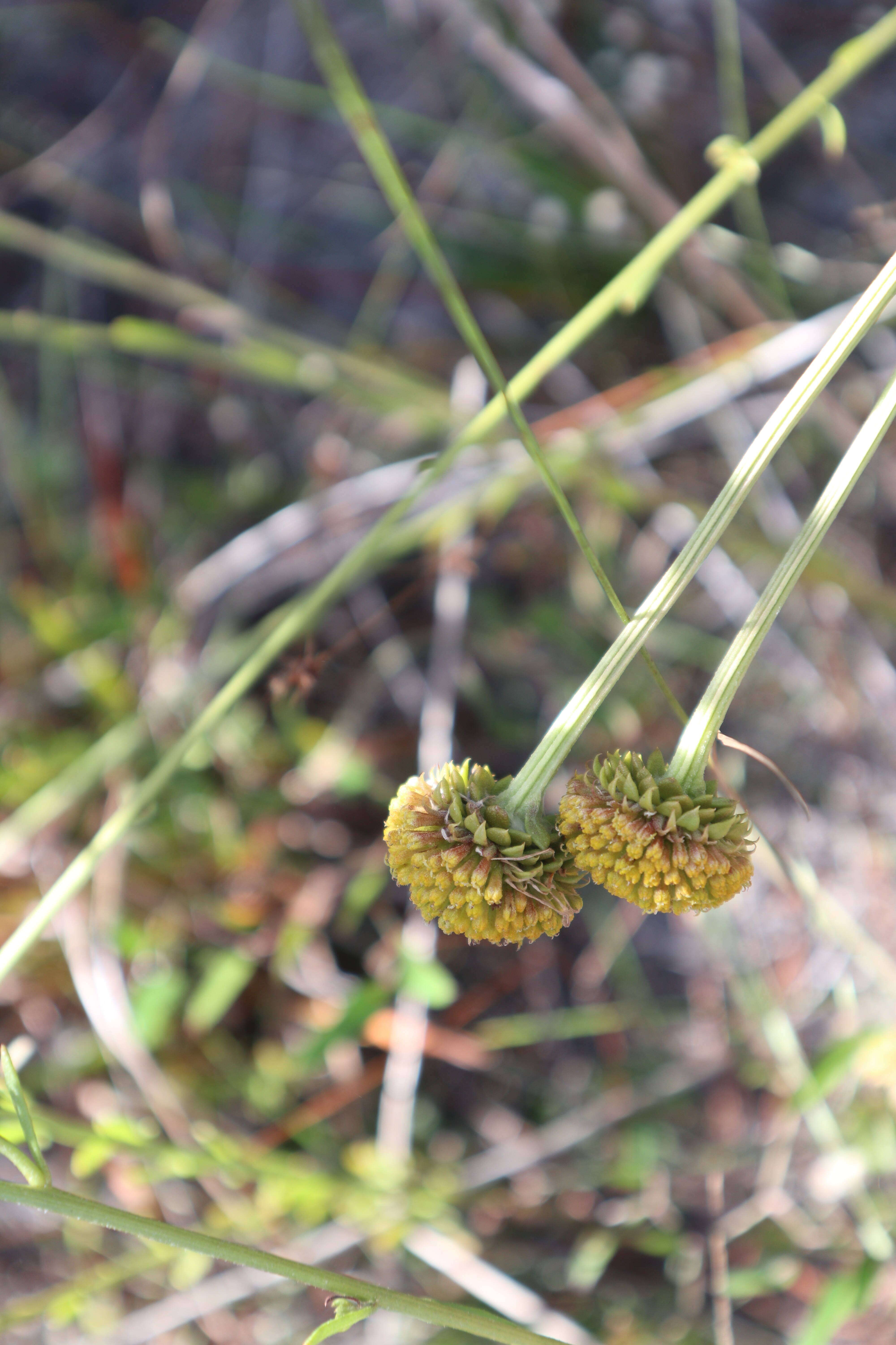 Image of oneflower honeycombhead