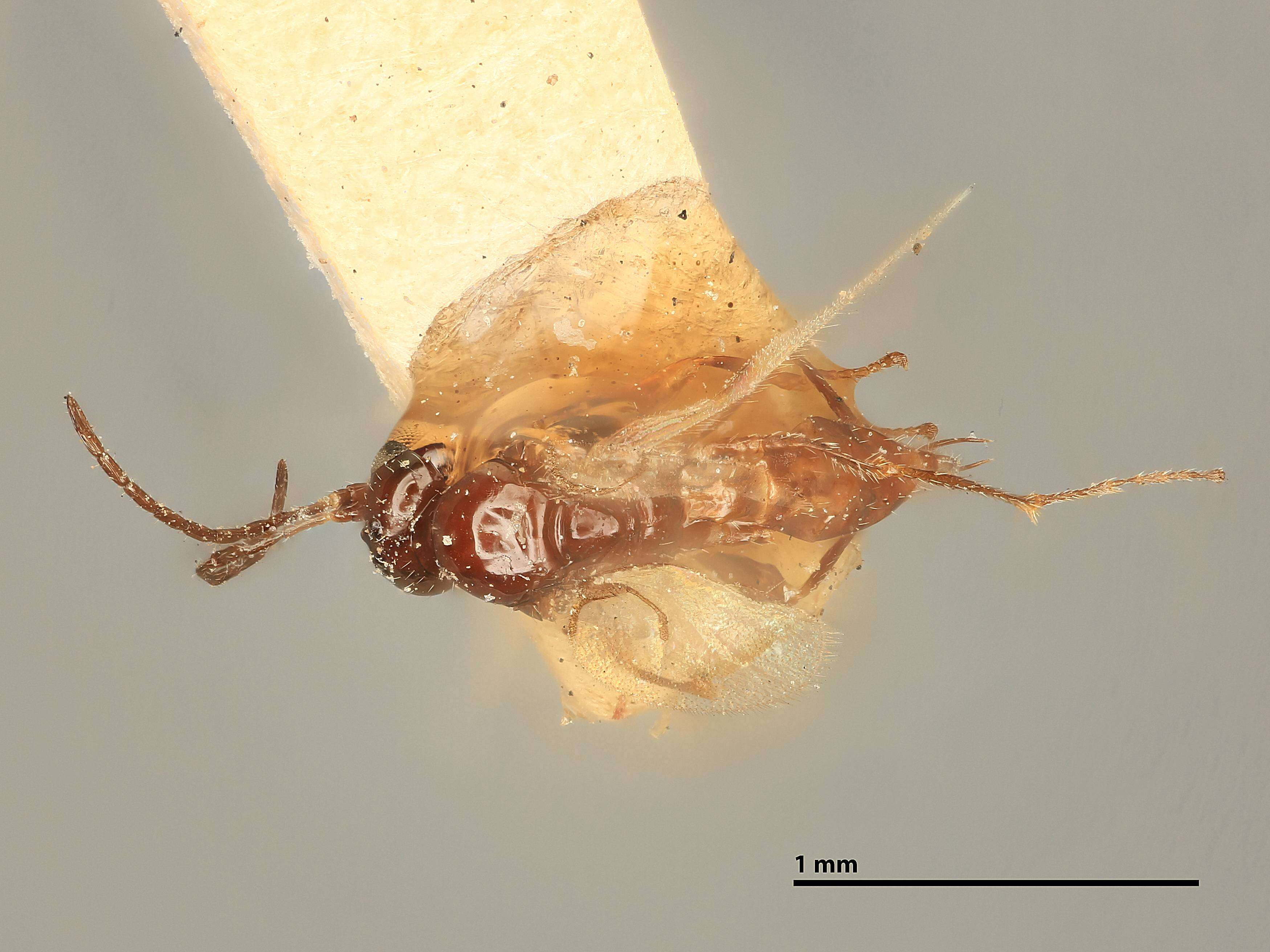 Image of Trioxys Haliday 1833