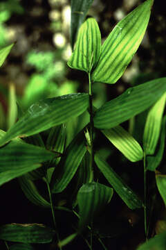 Sivun Lithachne pauciflora (Sw.) P. Beauv. kuva