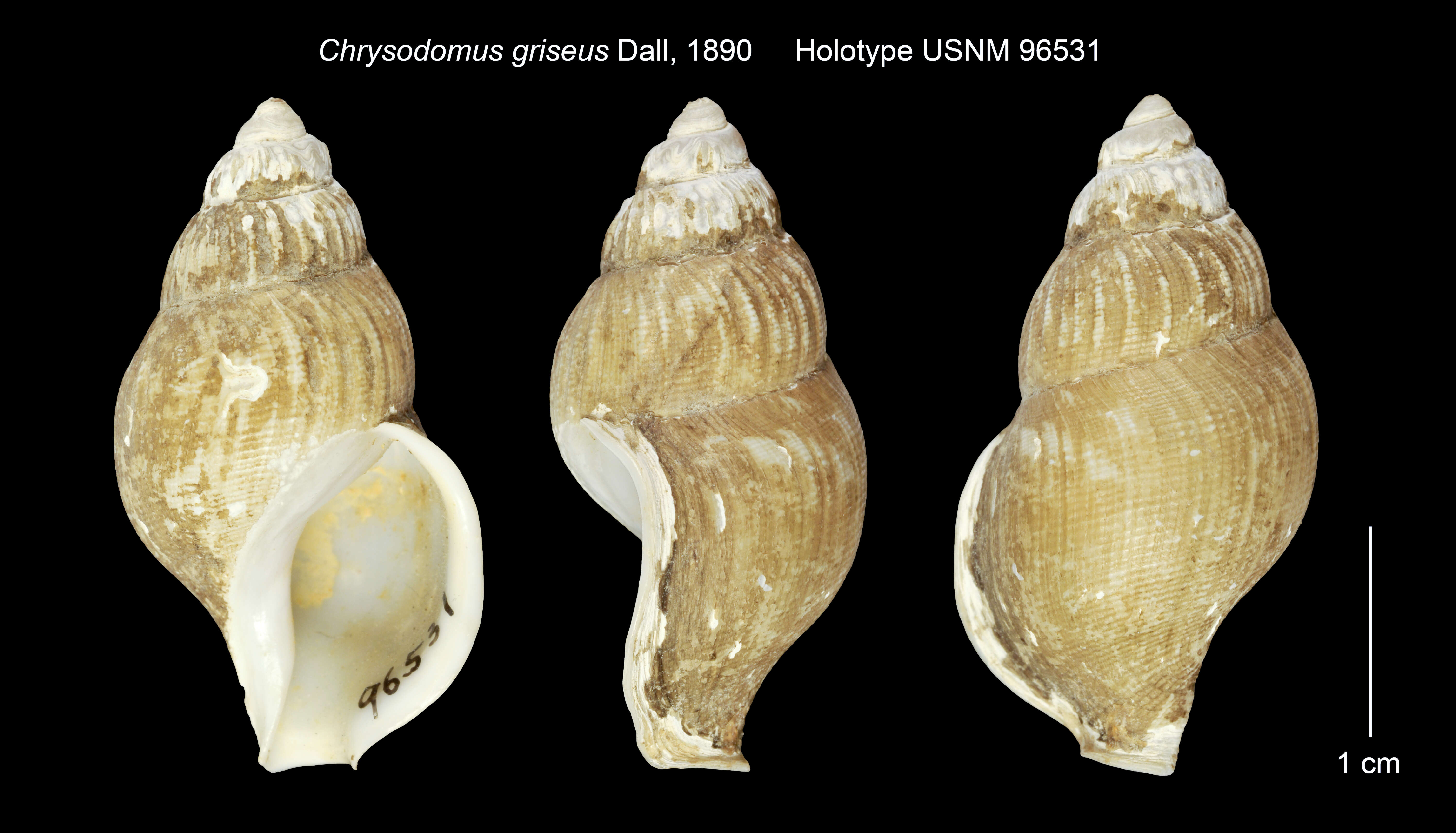 Image of Colus griseus (Dall 1889)