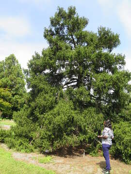 Image of Caucasian Spruce