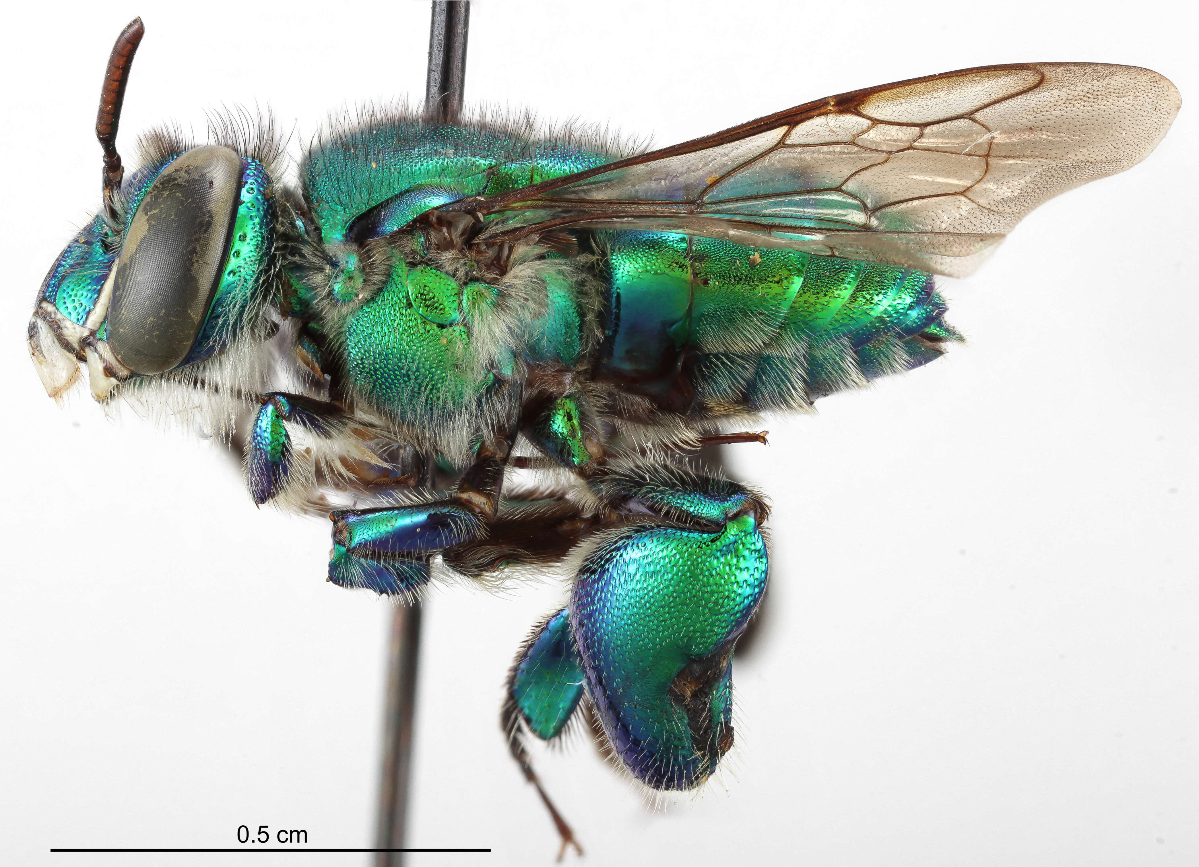 Image of Euglossa liopoda Dressler 1982