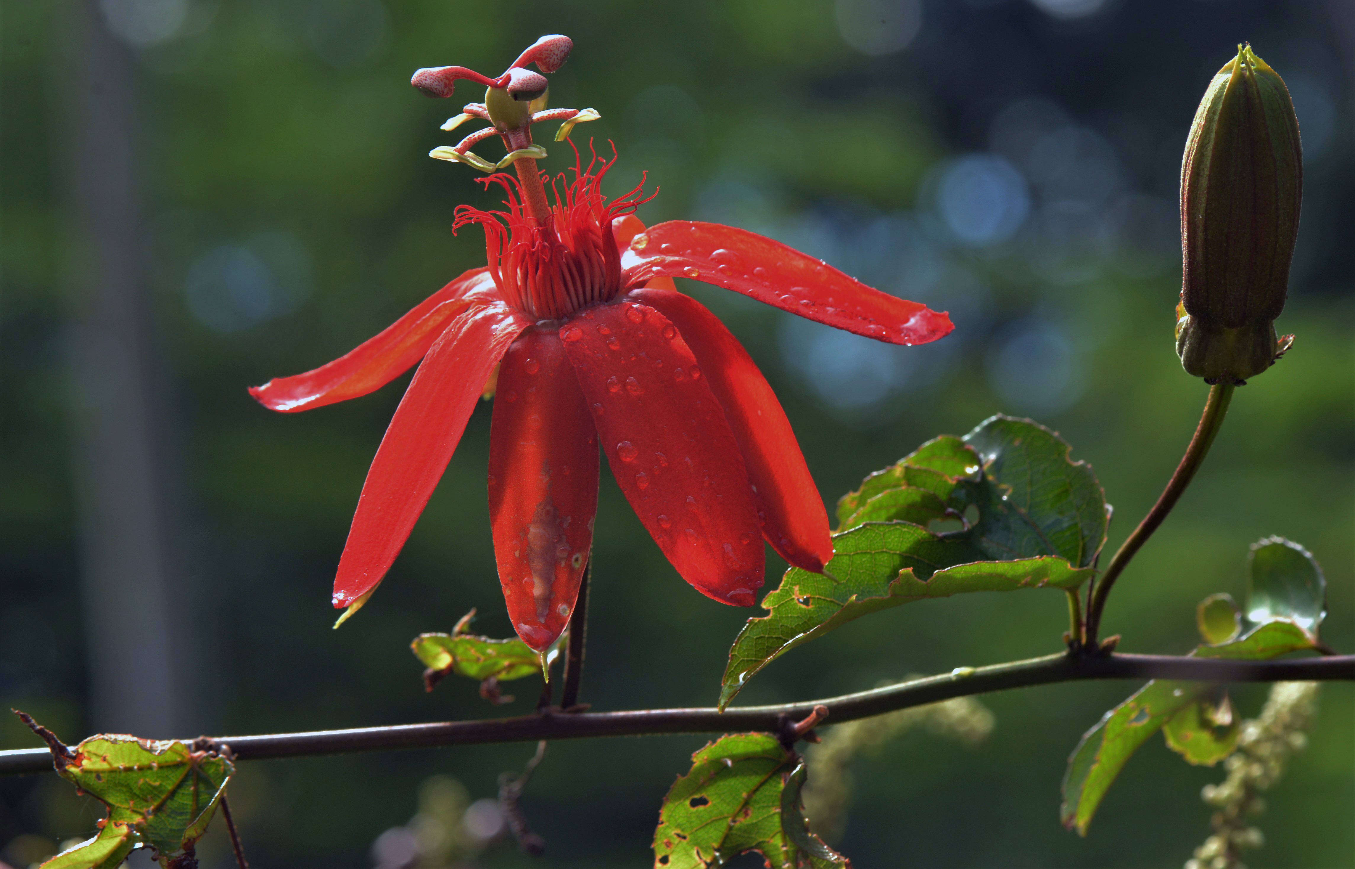 Sivun Passiflora L. kuva