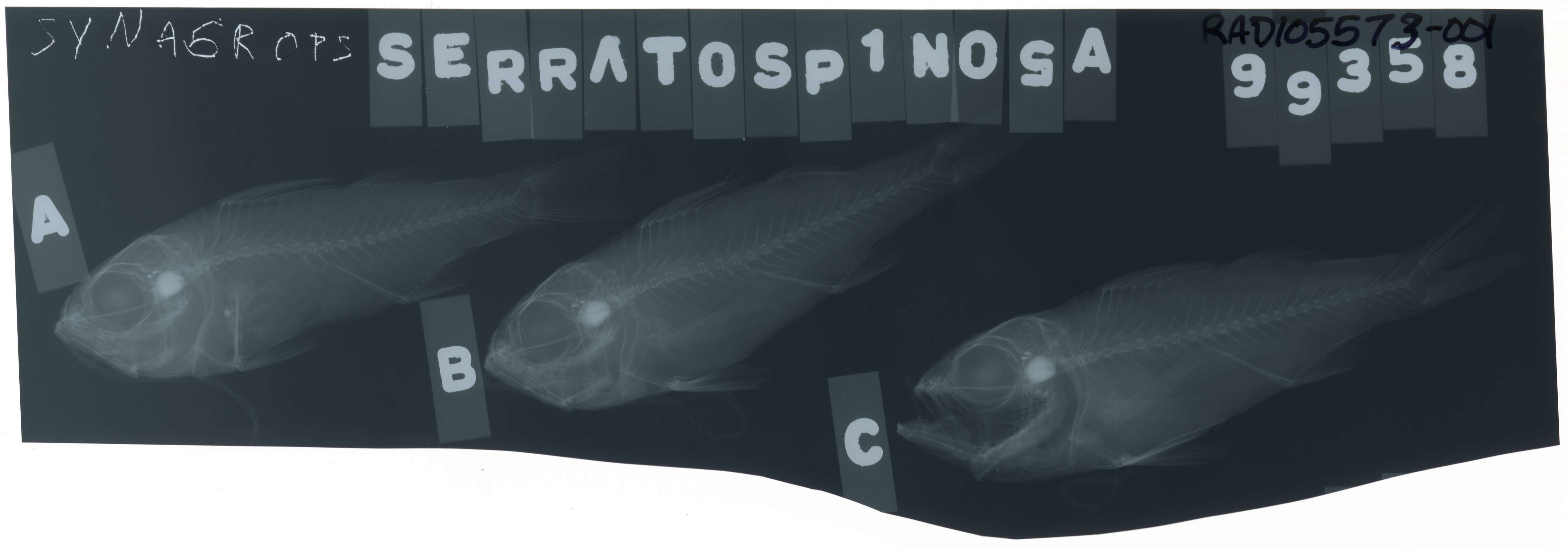 Image de Parascombrops serratospinosus (Smith & Radcliffe 1912)