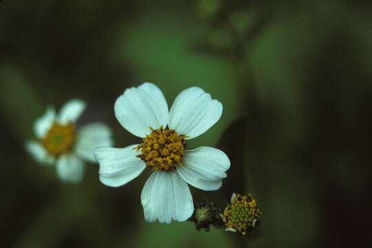 Image de Bidens alba var. radiata (Sch. Bip.) Ballard