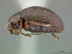 صورة Colaspis Fabricius 1801