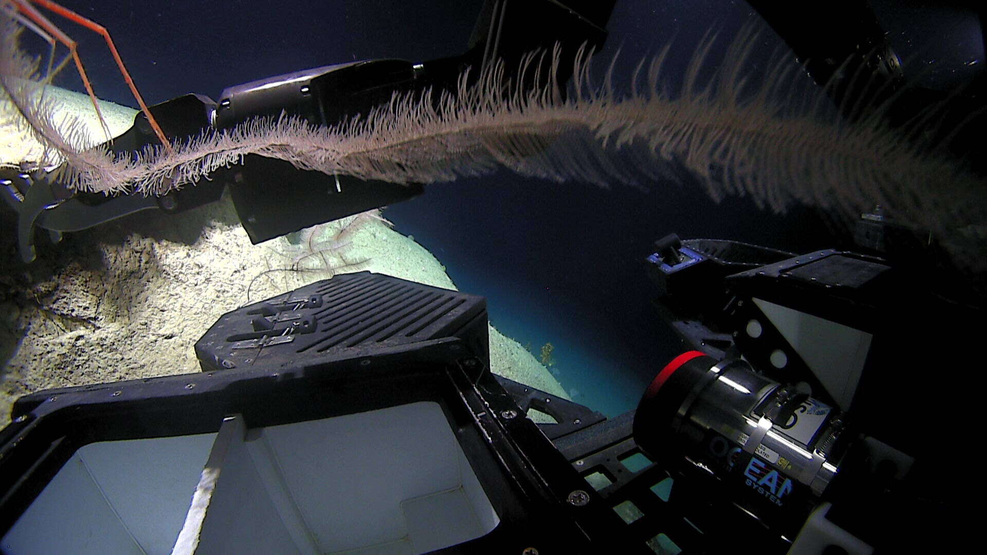 Image of Four-stick Black Coral