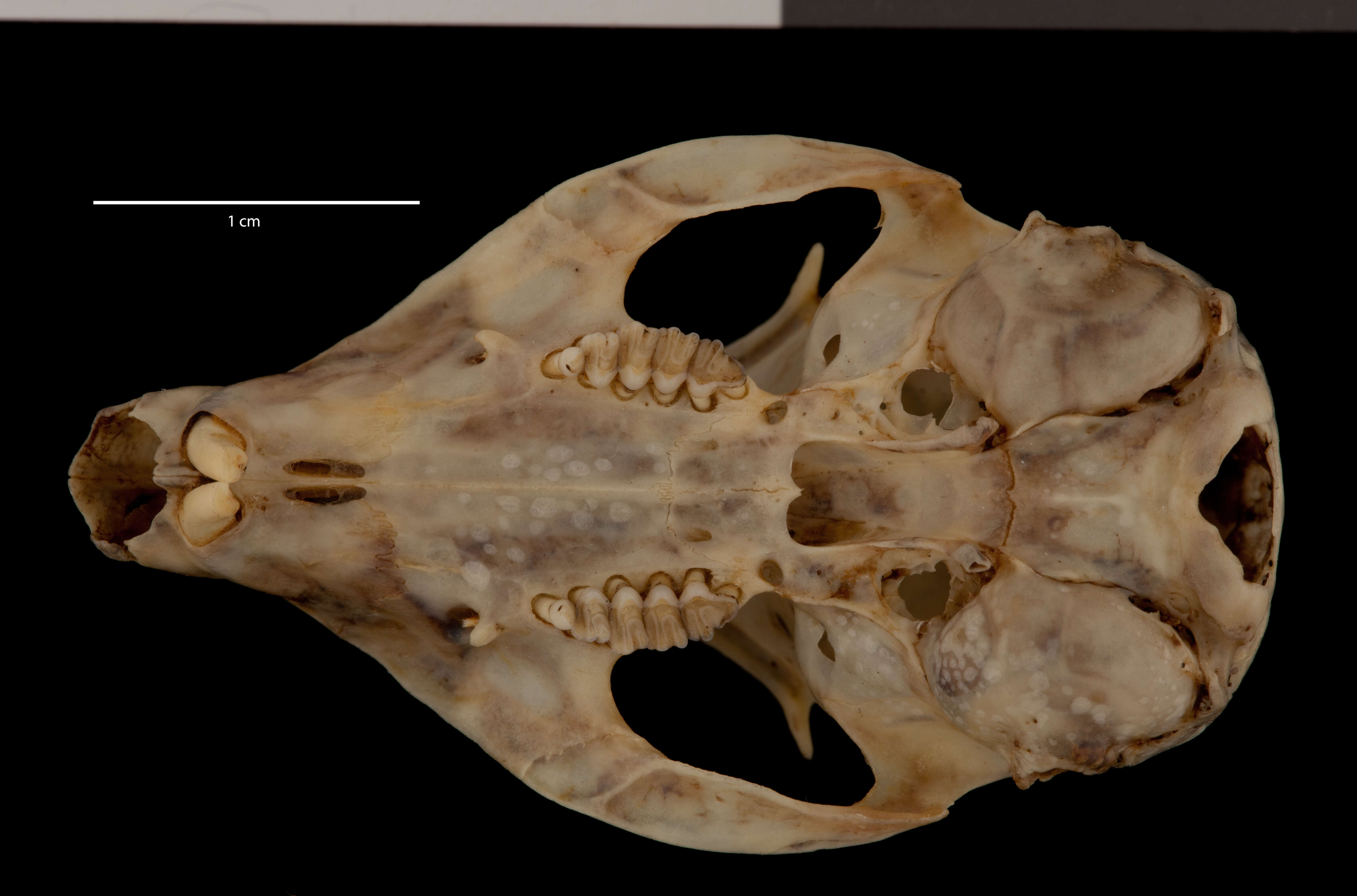 صورة Ictidomys tridecemlineatus monticola (A. H. Howell 1928)