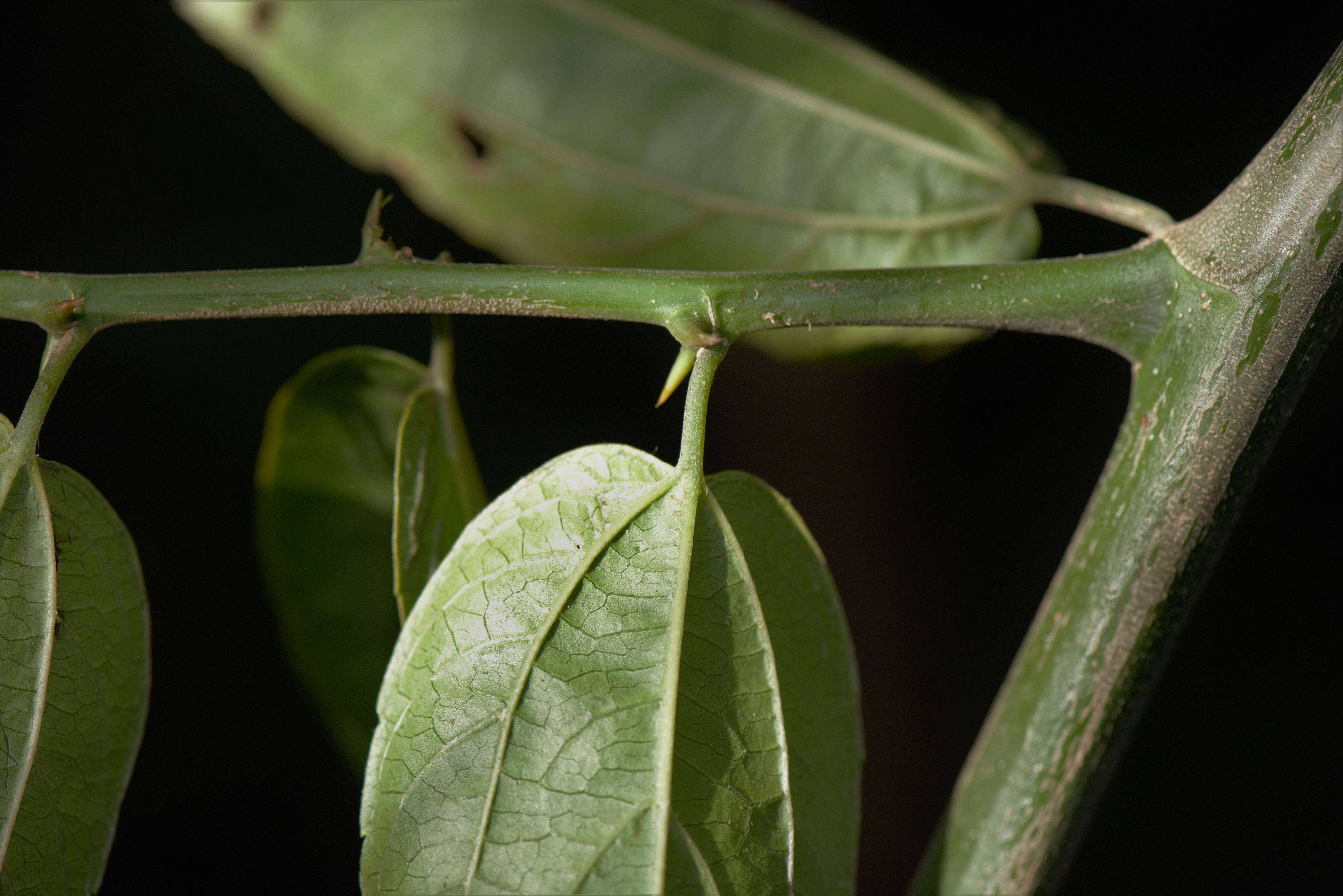 Celtis L.的圖片