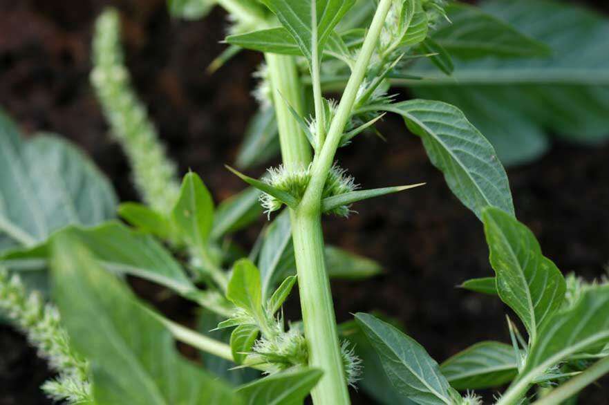 Amaranthus spinosus L. resmi