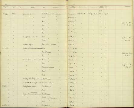 Image de Ploceus cucullatus abyssinicus (Gmelin & JF 1789)