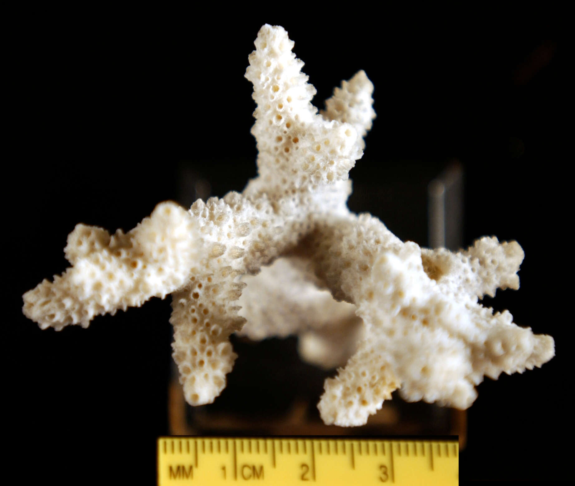 Image of Staghorn coral