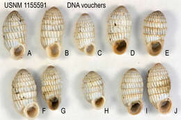 Image of Cerion uva (Linnaeus 1758)