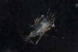 Image of Solenoceridae
