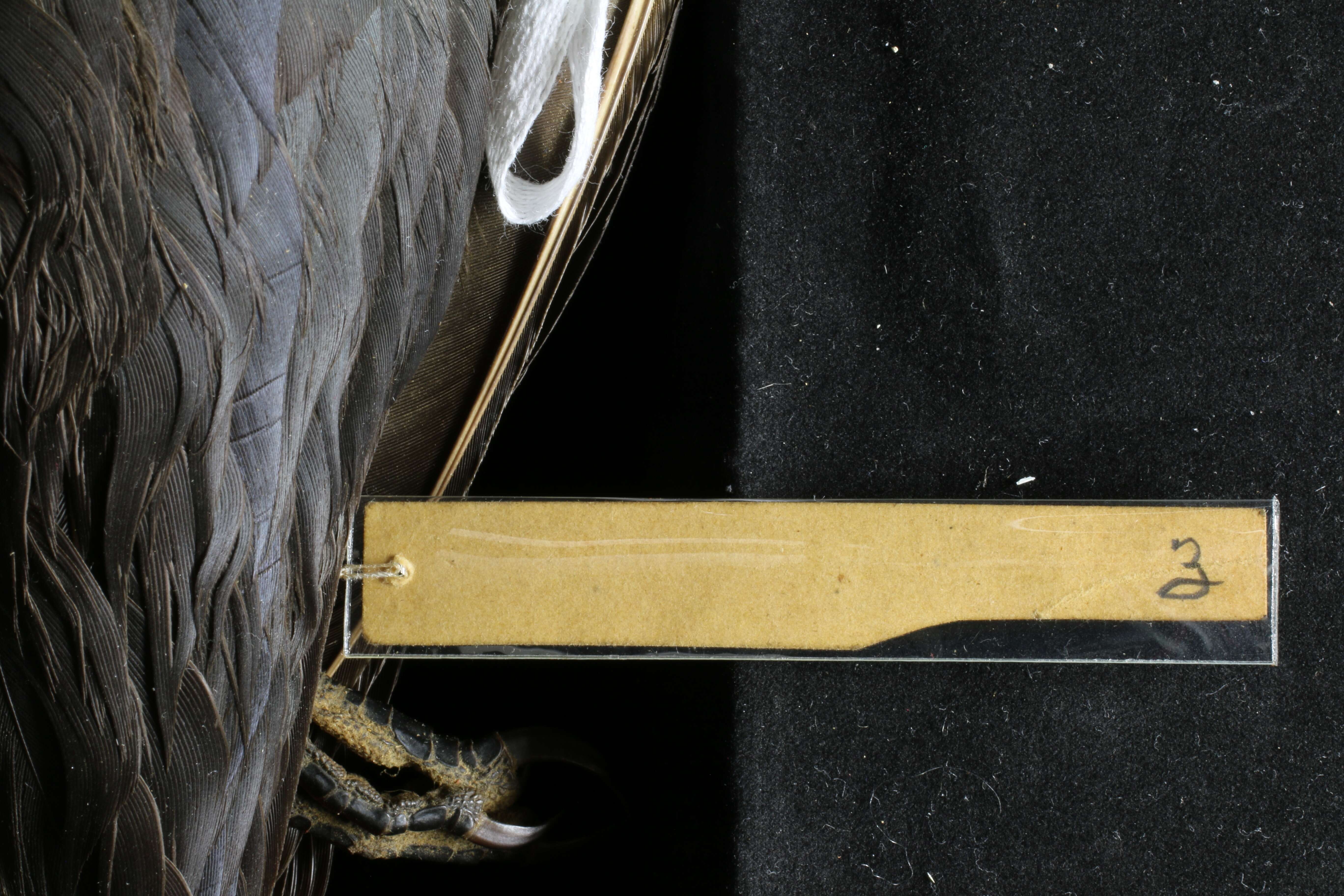 Image of Corvus caurinus S. F. Baird 1858