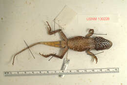 Image of Sabah Eyebrow Lizard