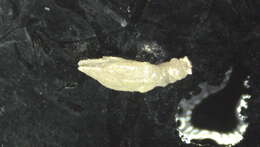 Image of Scalpellidae