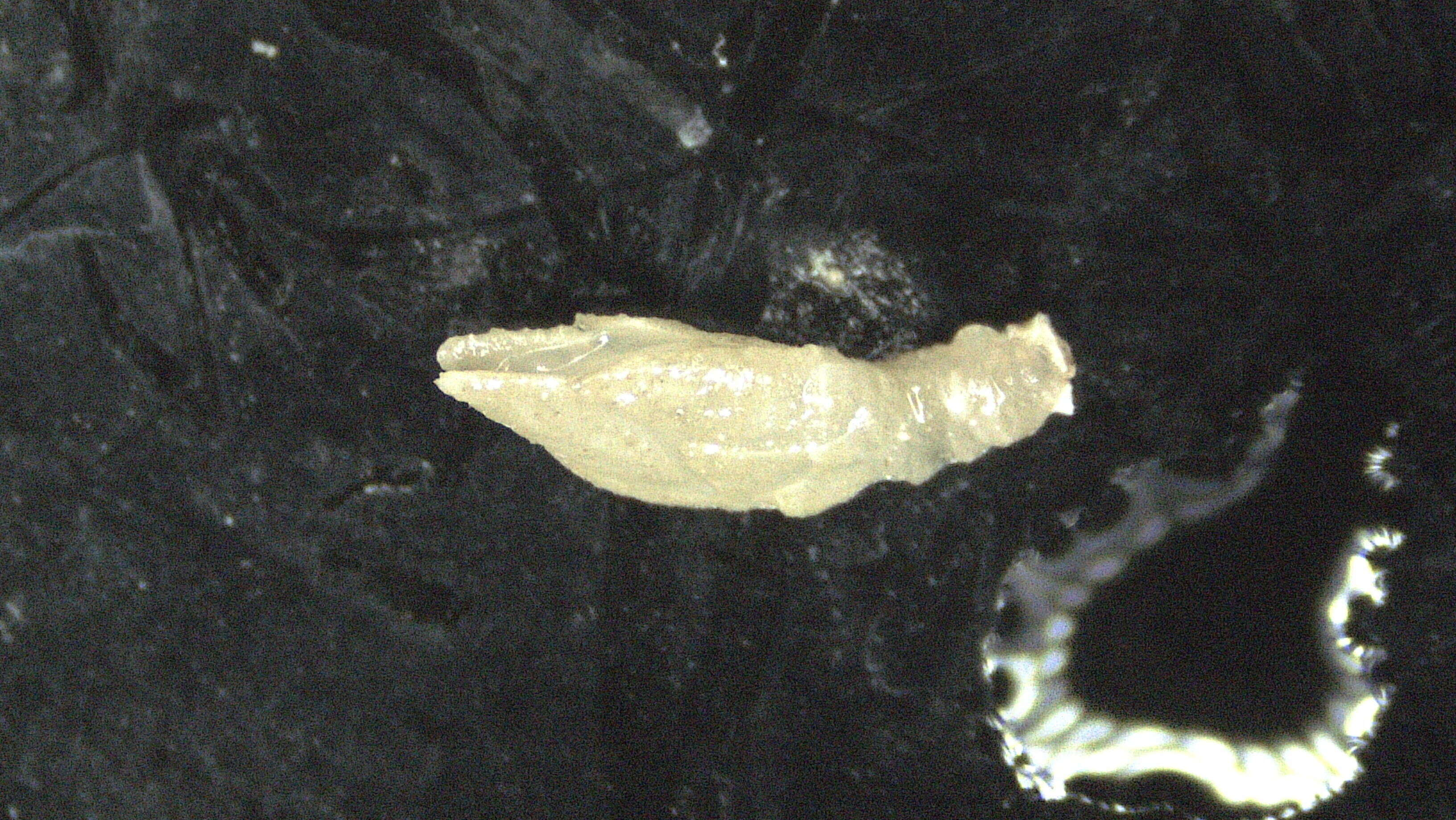 Image of Scalpellidae