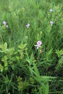 Image of Pale grass-pink