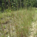 Imagem de Schizachyrium scoparium var. scoparium