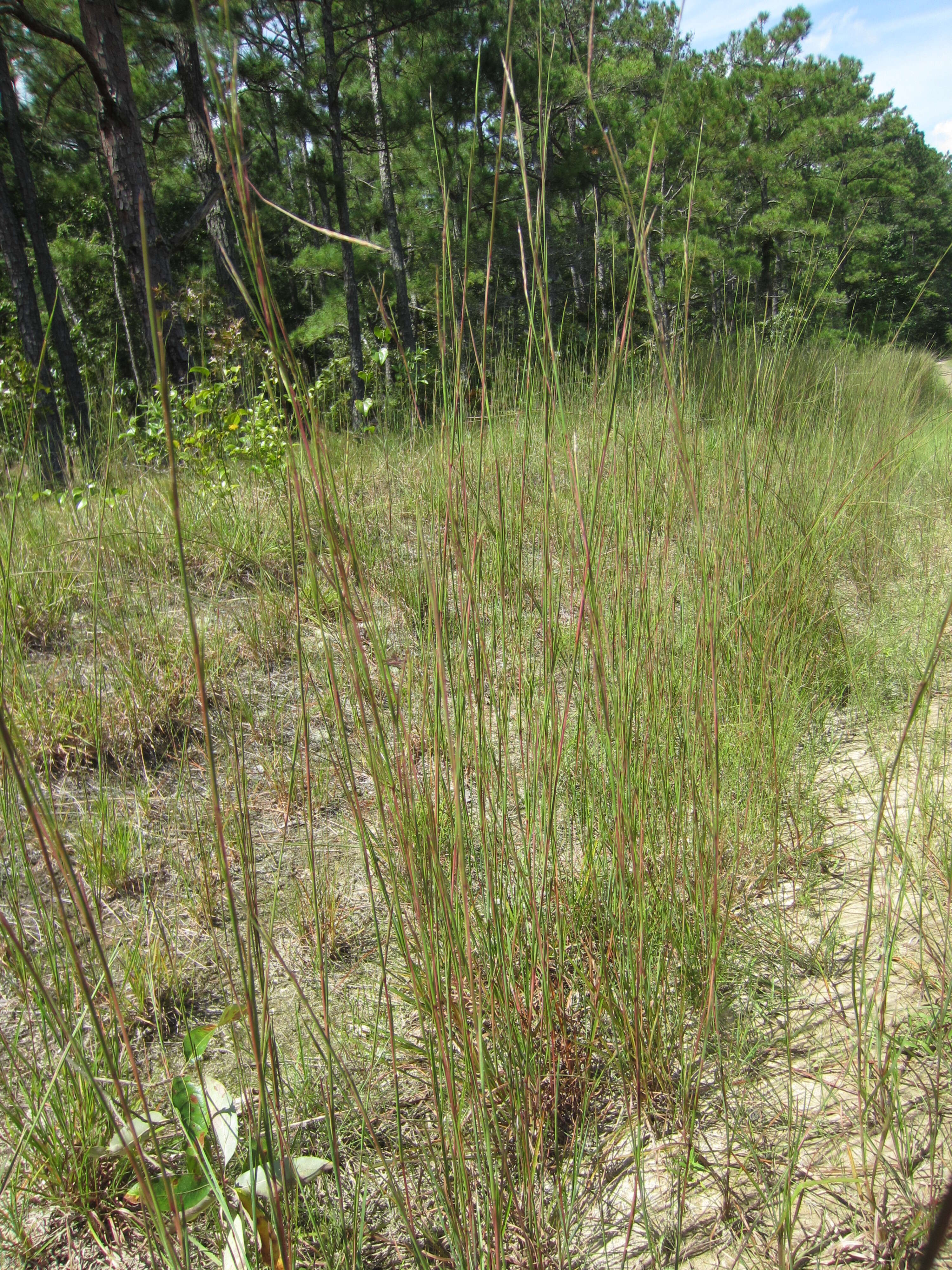 Imagem de Schizachyrium scoparium var. scoparium