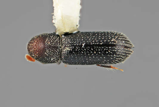 Image of Micracisella nitidula Wood 1969