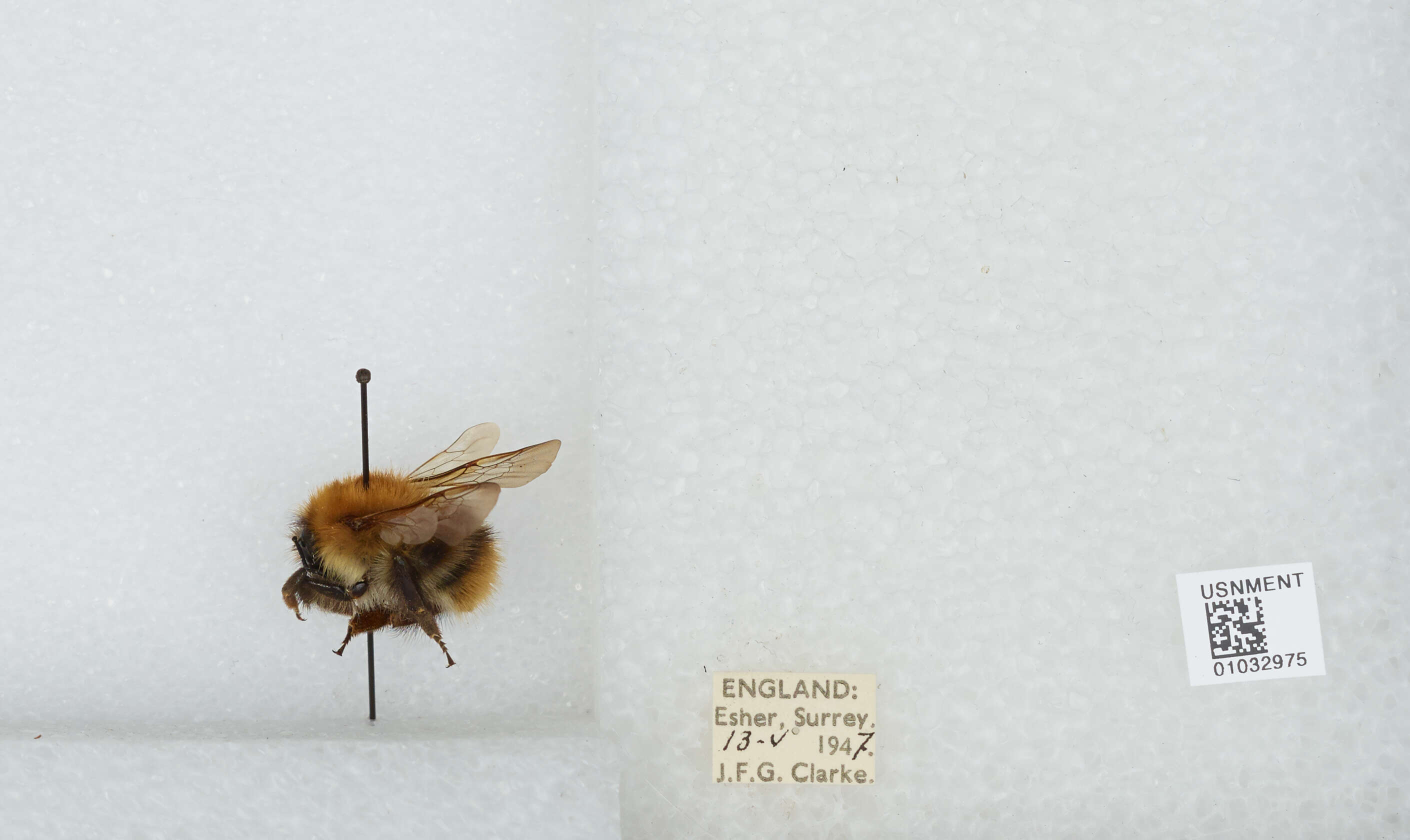 Image of Common carder bumblebee