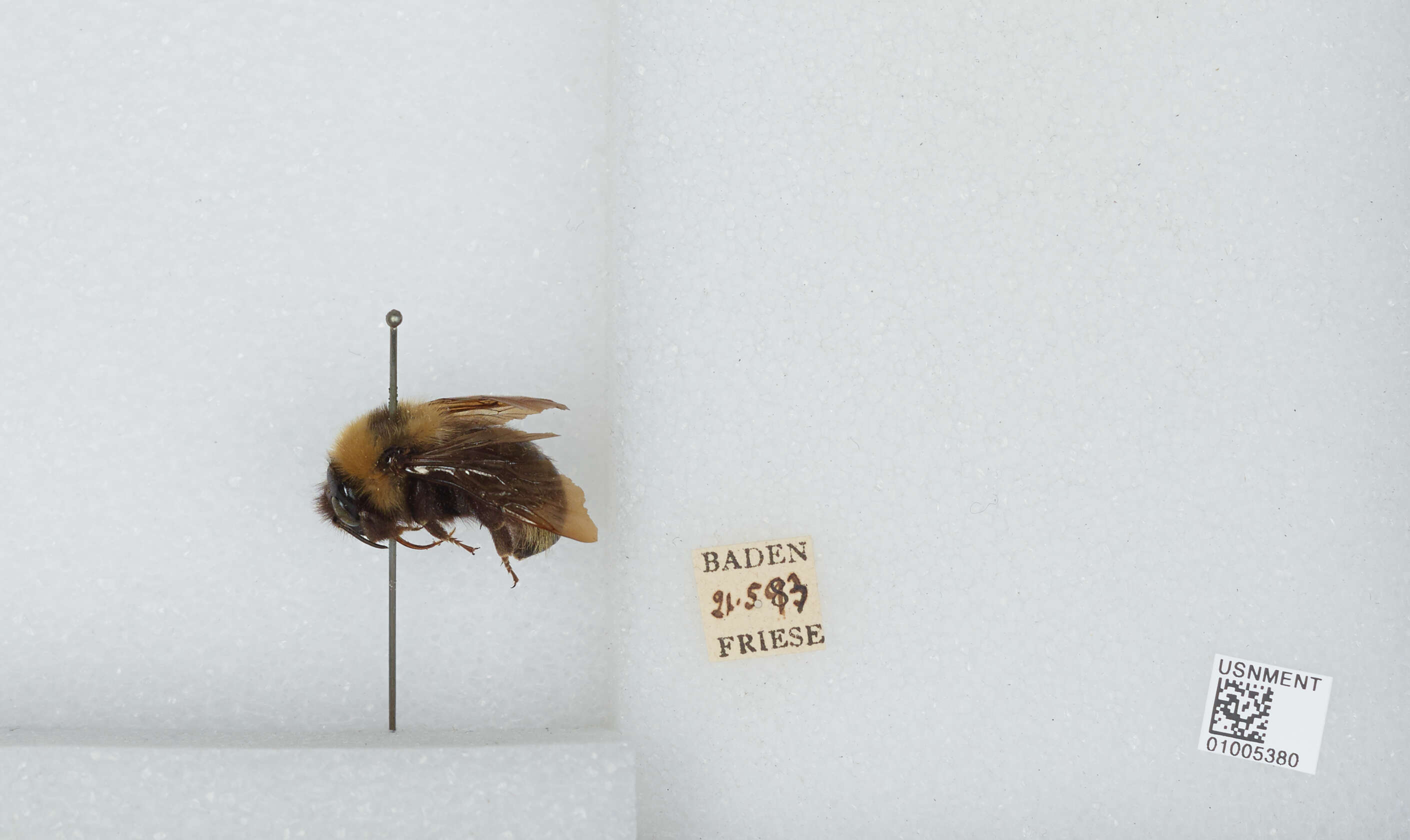 Image of Bombus campestris (Panzer 1801)