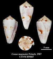 Conus magnottei Petuch 1987的圖片