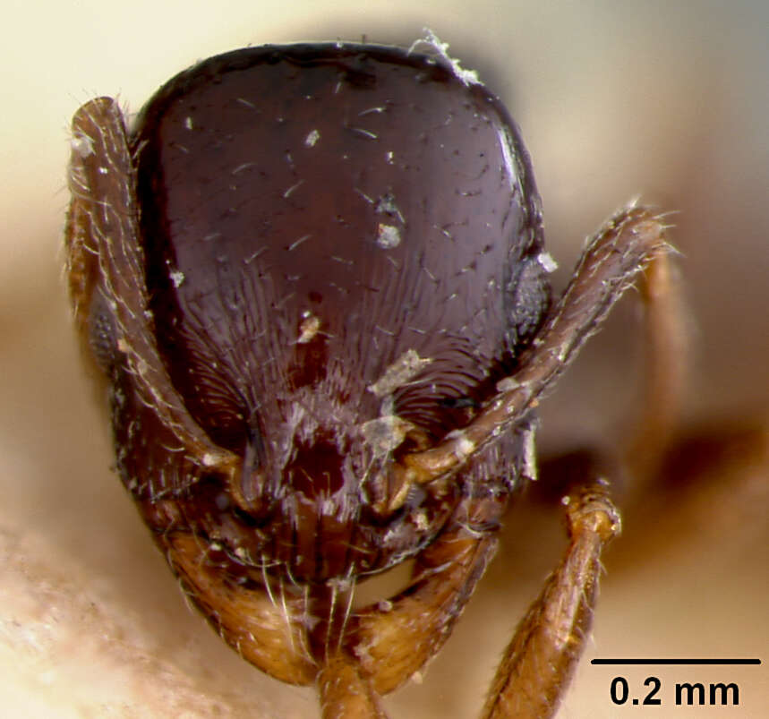 Image of Leptothorax manni Wheeler 1914