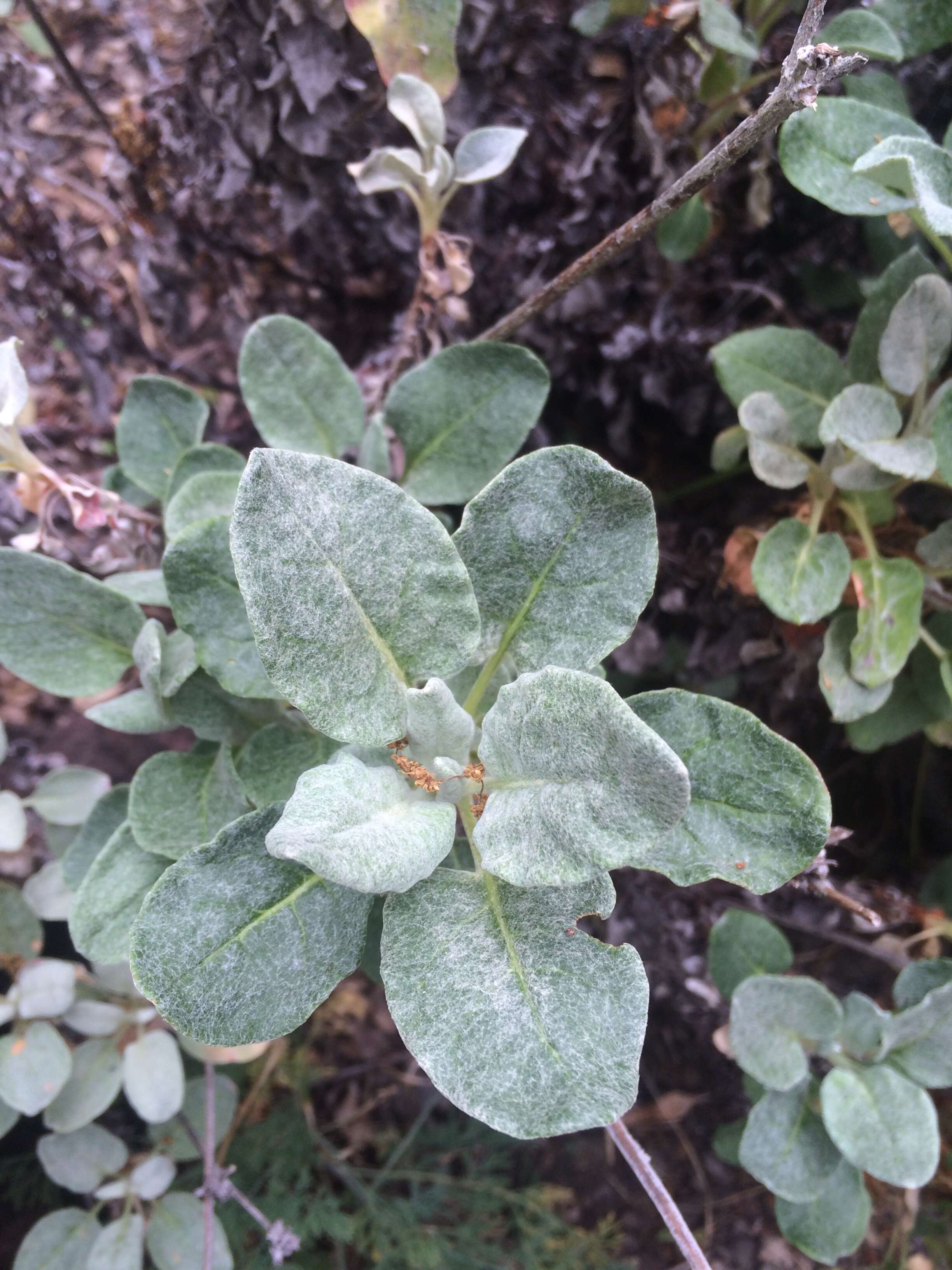 Image of sawtooth goldenbush