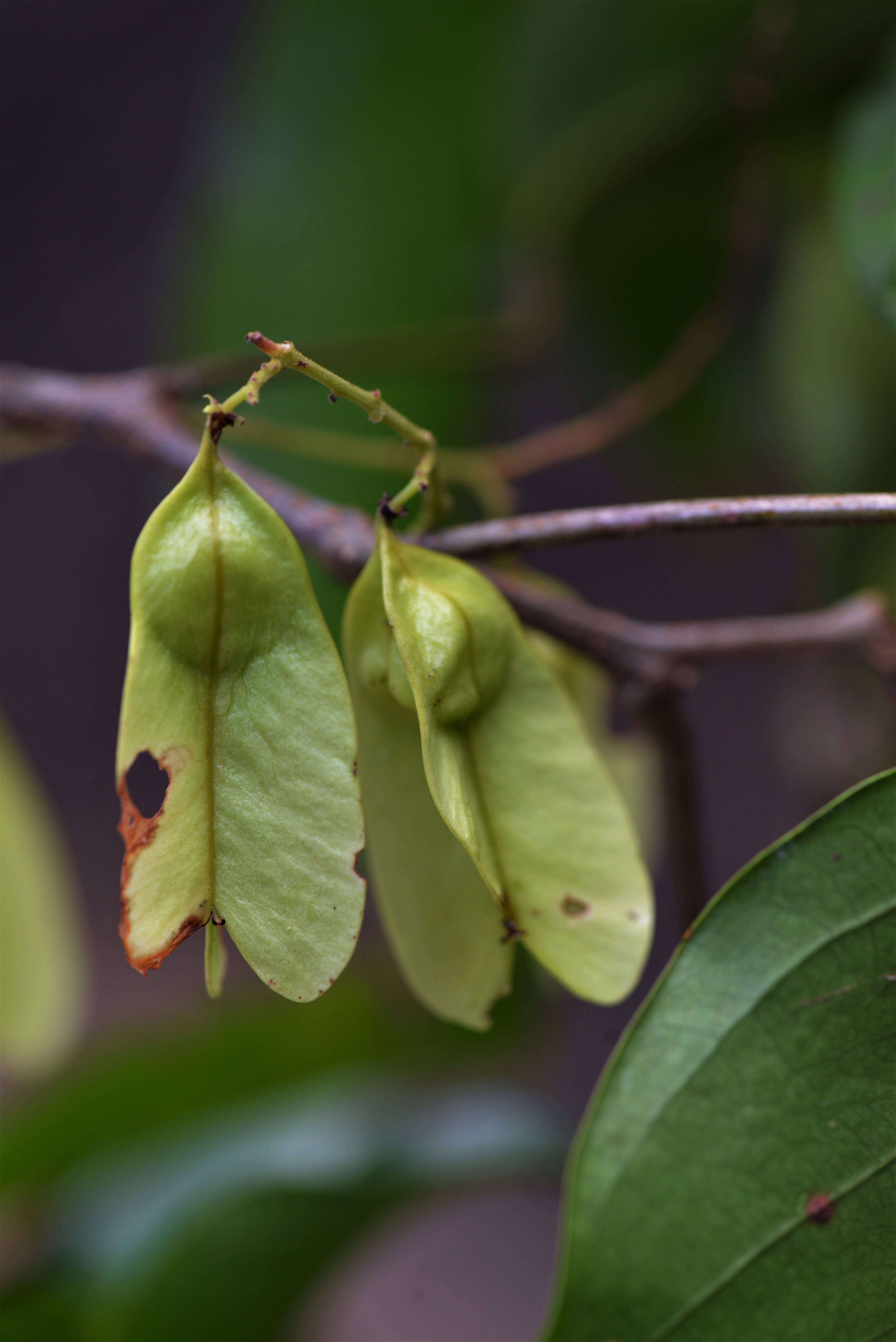 Image of Thinouia trifoliata (Radlk.) Acev.-Rodr. & Ferrucci