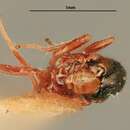 Imagem de Miotropis nigriceps (Girault 1916)