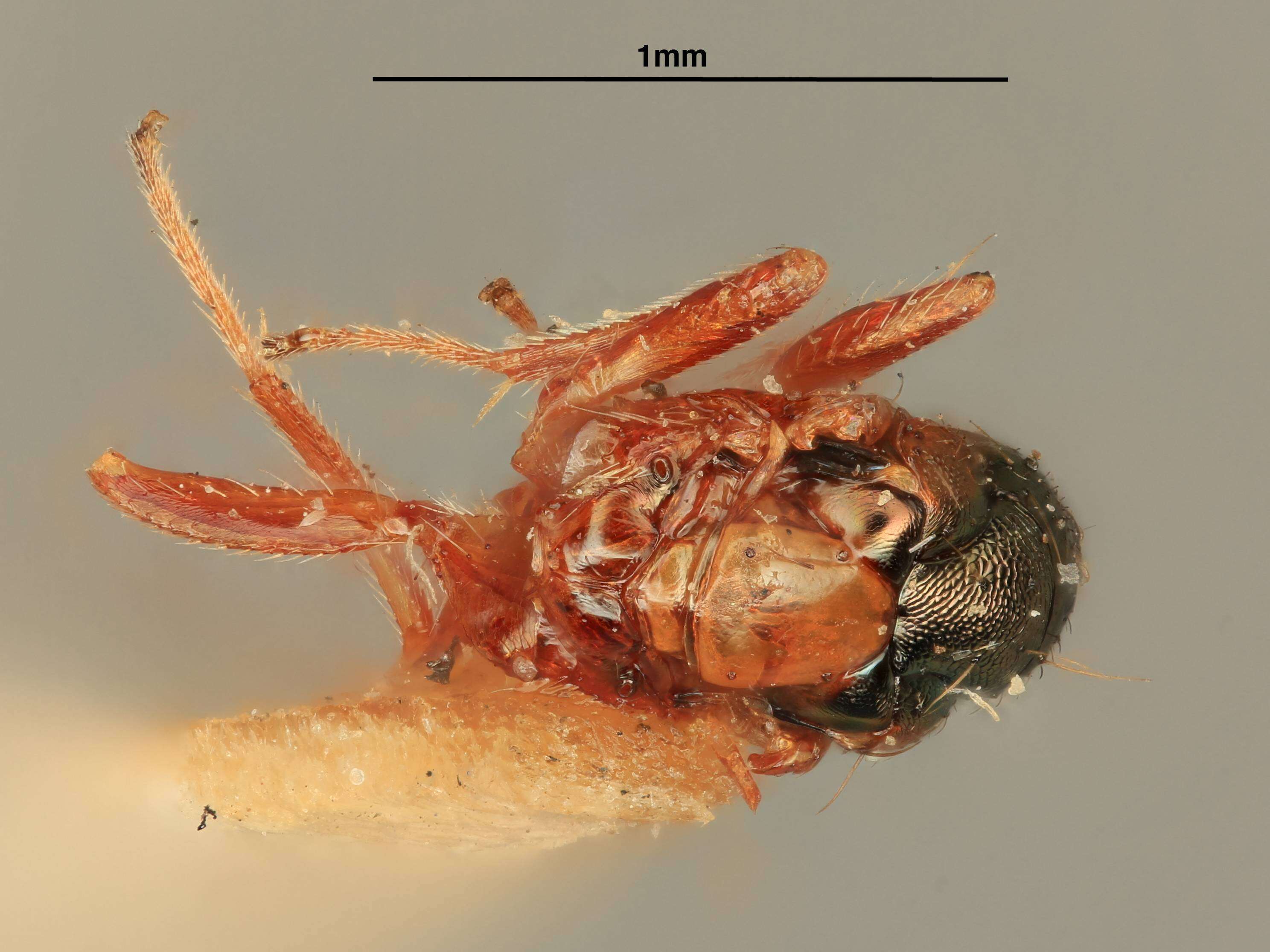 Image of Miotropis nigriceps (Girault 1916)