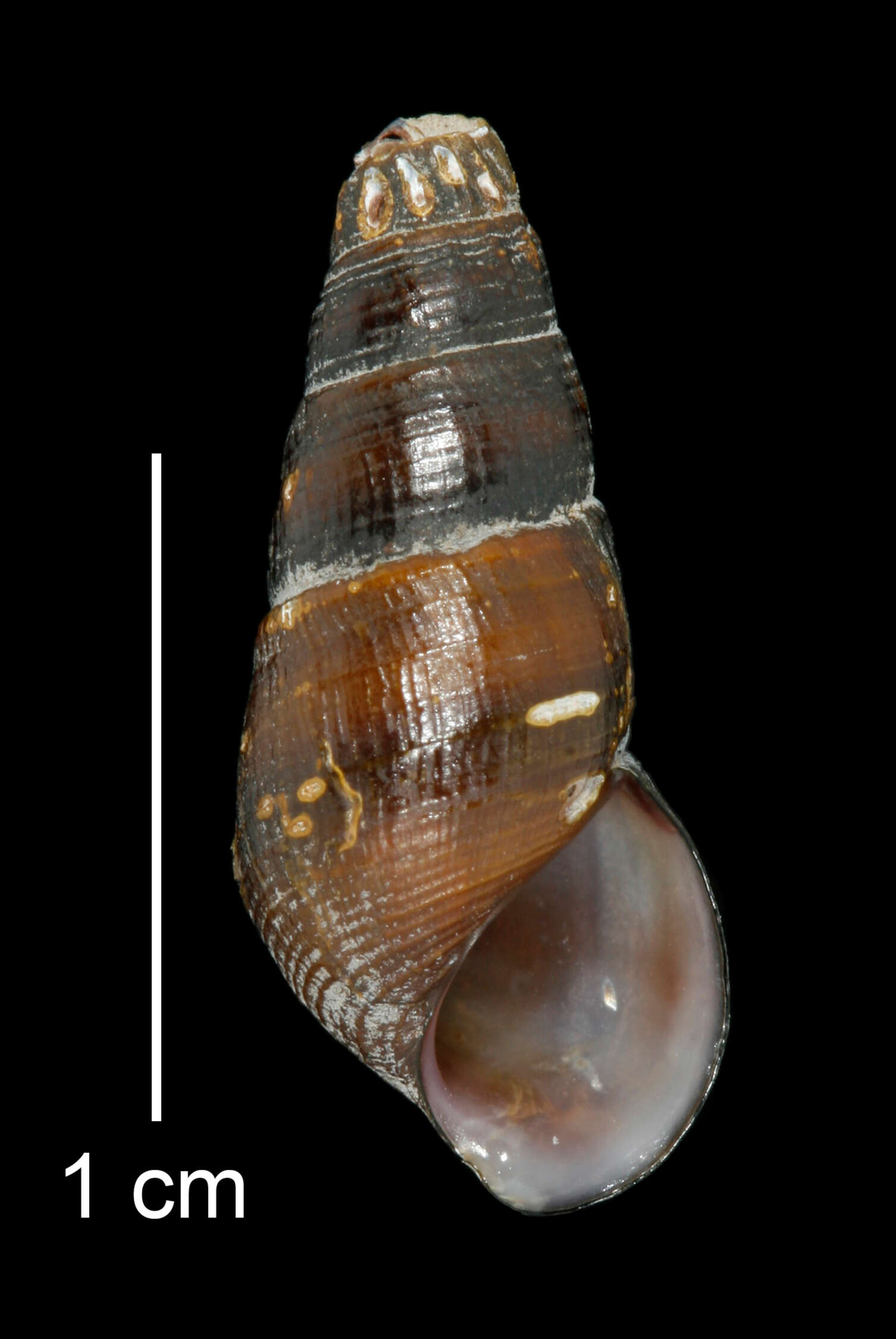 Image of Juga plicifera (I. Lea 1838)