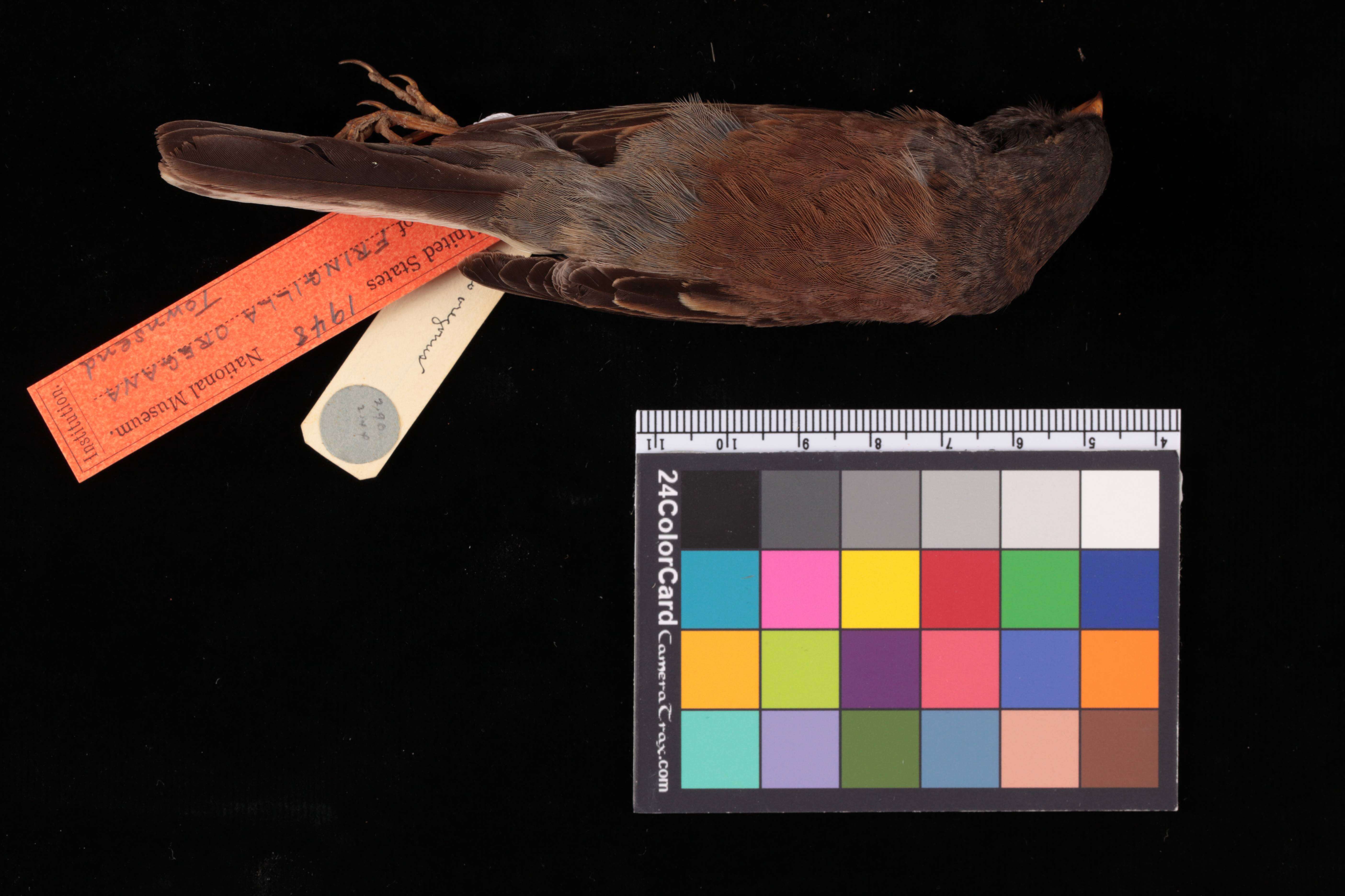 Image of Junco hyemalis oreganus (Townsend & JK 1837)