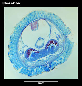 Image of Dorymenia interposita Salvini-Plawen 1978