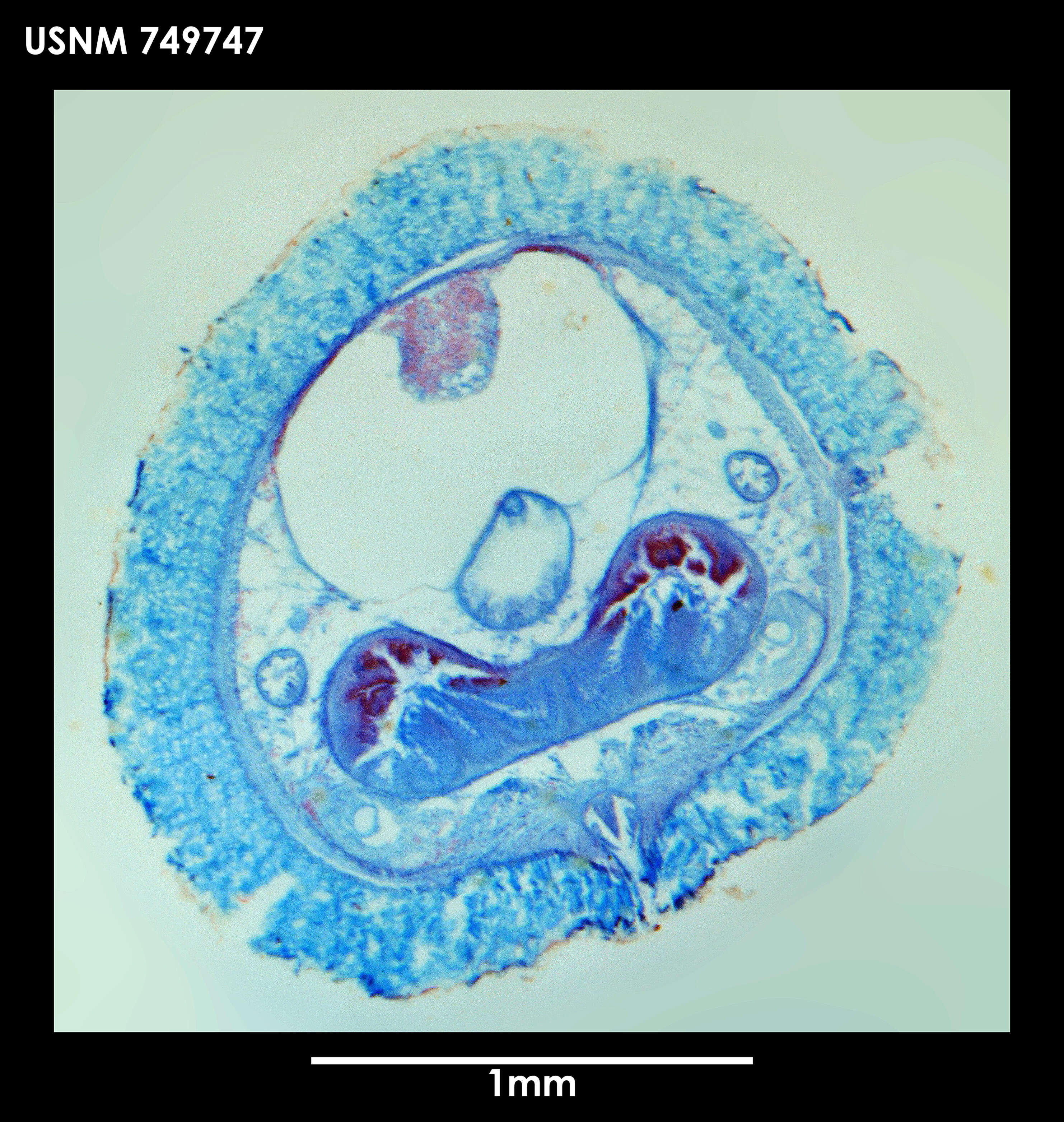 Image of Dorymenia interposita Salvini-Plawen 1978