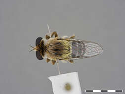 Image of Sisyrnodytes subater Oldroyd 1957