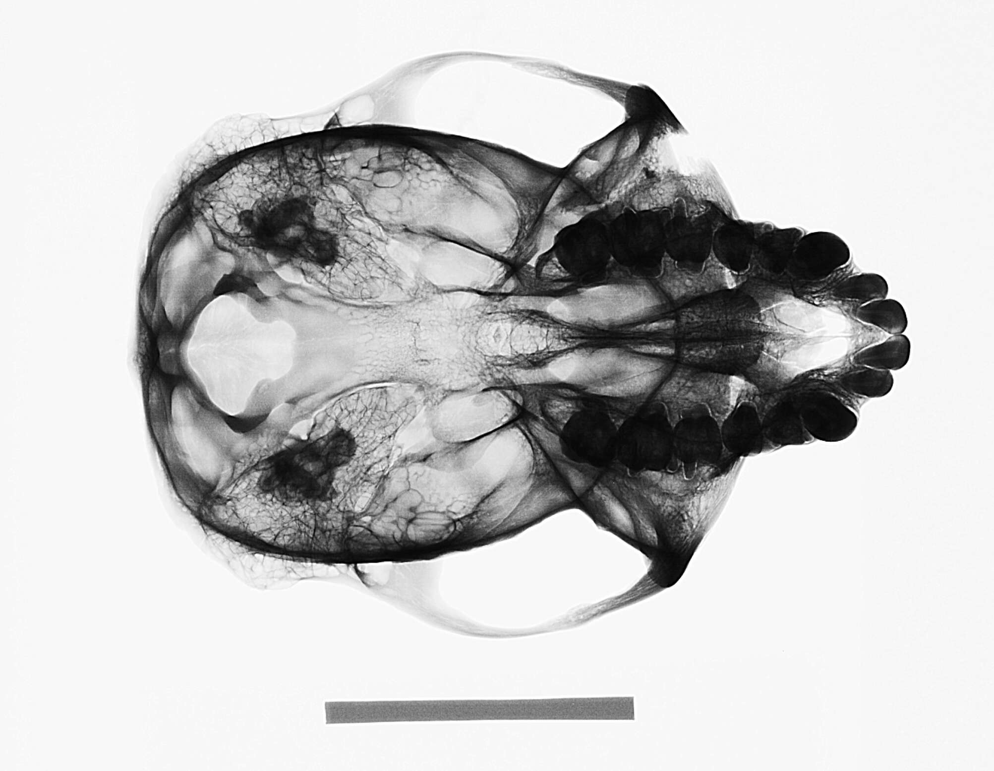 Image de Colobus guereza kikuyuensis Lönnberg 1912