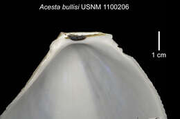 Image of Acesta bullisi (H. E. Vokes 1963)