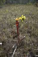 Image of Yellow pitcher plant