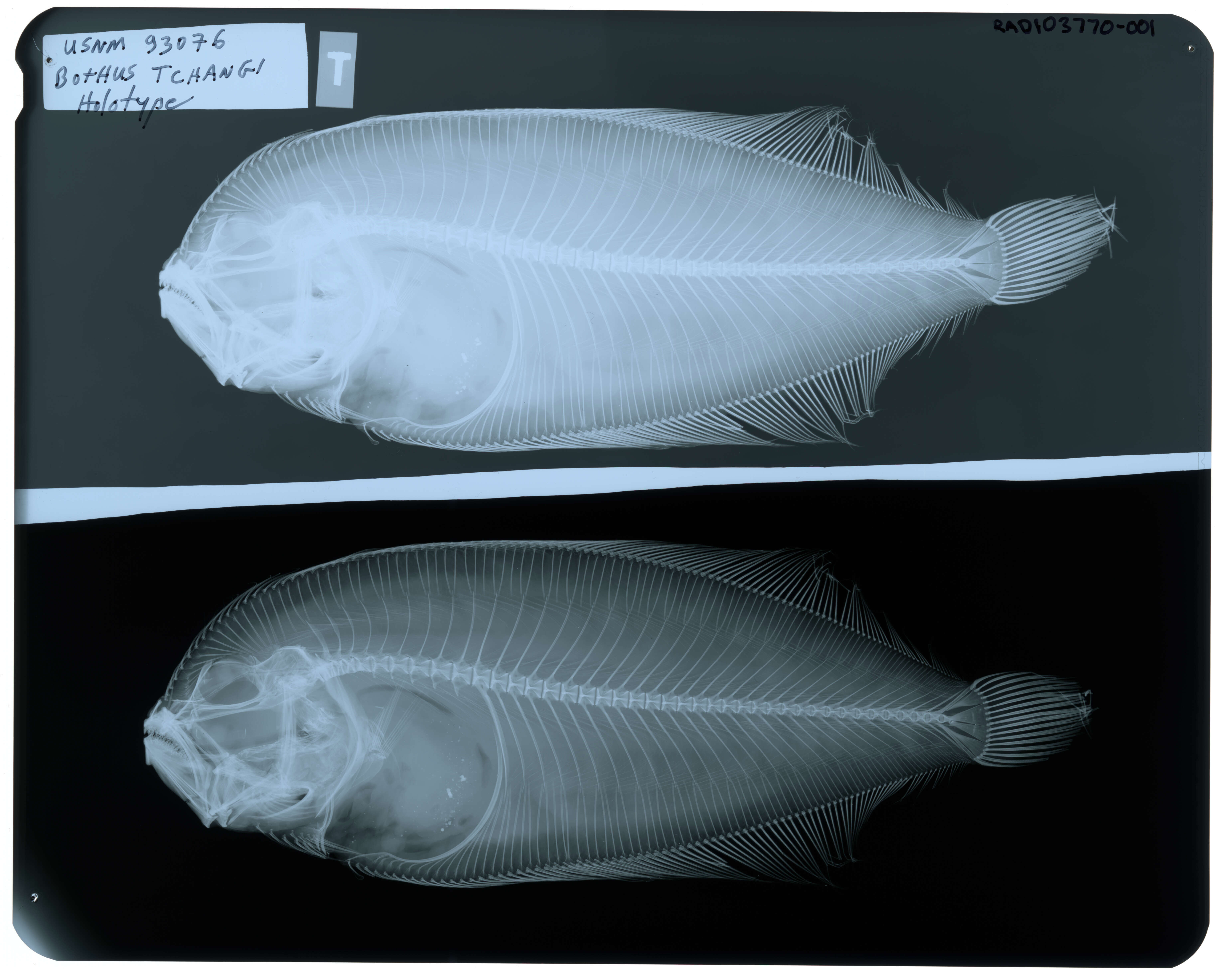 Sivun Arnoglossus polyspilus (Günther 1880) kuva