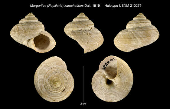 Imagem de Margarites schantaricus (Middendorff 1849)